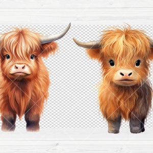 May include: Two brown and white Highland cattle with fluffy fur, looking directly at the camera. The cattle are standing on a white wood background.