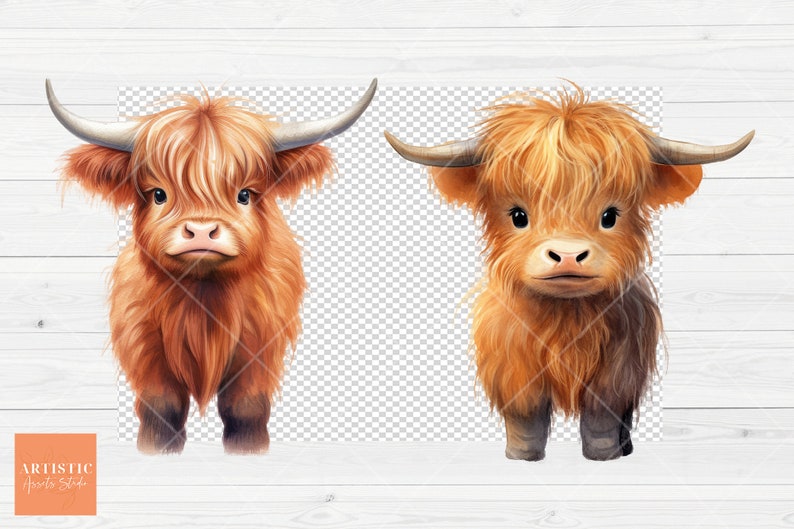 May include: Two brown and white Highland cattle with fluffy fur, looking directly at the camera. The cattle are standing on a white wood background.