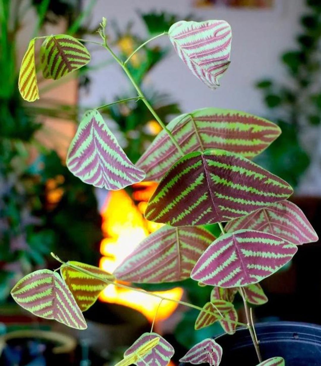 Butterfly Plant Christia Obcordata, Rare Succulent, Plant Lover Gift ...