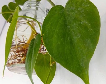 Heart Leaf Philodendron Cutting