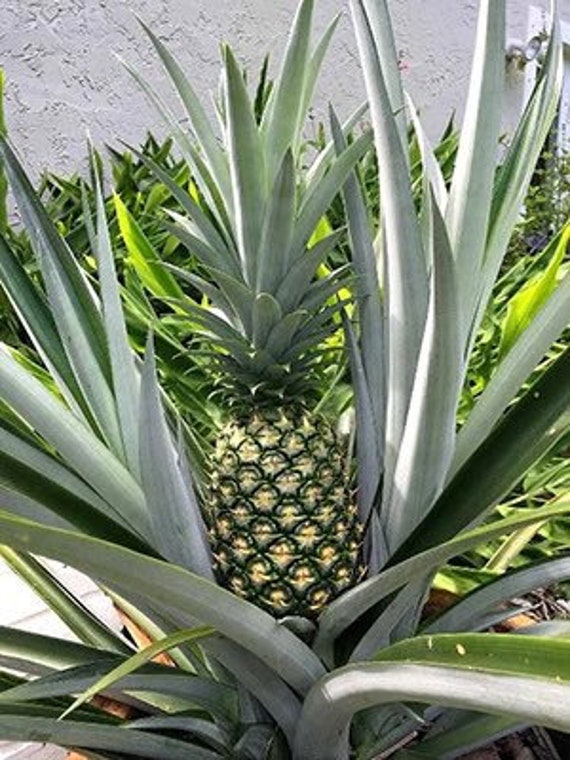 One Pineapple Plant Clone Etsy