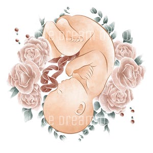 Feto in utero | Illustrazione trasparente Download digitale STAMPA | Nascita del bambino Maternità | Mamma Acquerello Eucalipto
