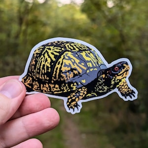 Eastern Box Turtle (Terrapene carolina carolina) Vinyl Decal