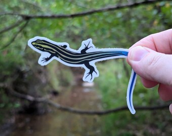 Five-Lined Skink (Plestiodon fasciatus) Vinyl Decal