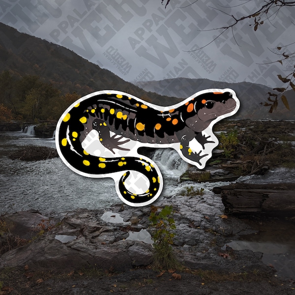 Spotted Salamander (Ambystoma maculatum) Vinyl Decal