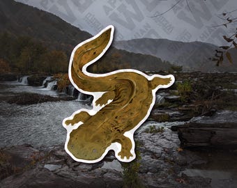 Eastern Hellbender (Cryptobranchus alleganiensis) Vinyl Decal