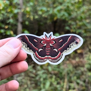 Cecropia Moth (Hyalophora cecropia) Vinyl Decal