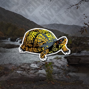 Eastern Box Turtle Vinyl Decal