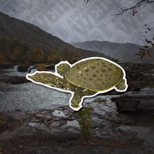 May include: A green and brown turtle with a spotted shell, swimming in a river with a waterfall in the background.