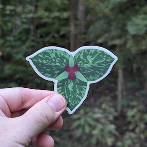 Toadshade (Trillium sessile) Vinyl Decal