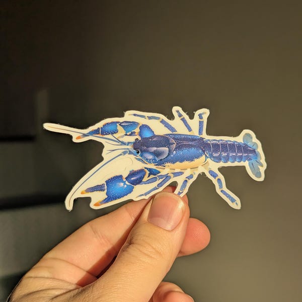 Meadow River Mudbug (Cambarus pauleyi) Vinyl Decal