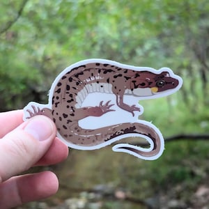 Seal Salamander Vinyl Decal