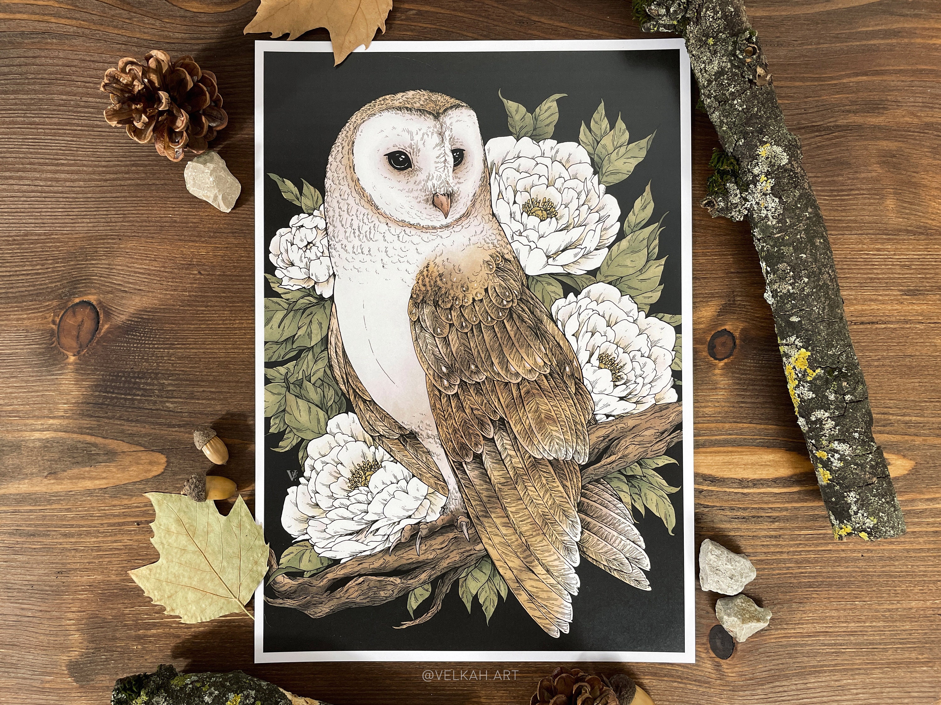 Barn Owl A4 Illustration Print