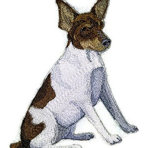 May include: A brown and white terrier dog sitting with its ears perked up. The dog has brown markings on its face and body.