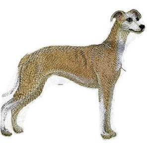 May include: A brown and white Greyhound dog standing on a white background. The dog is looking to the right.