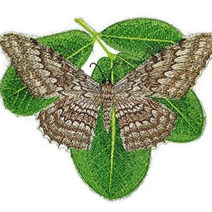 May include: A brown and white butterfly with intricate markings is perched on a green leaf. The butterfly's wings are spread wide, showcasing its delicate patterns. The leaf is surrounded by other green leaves, creating a natural and organic setting.