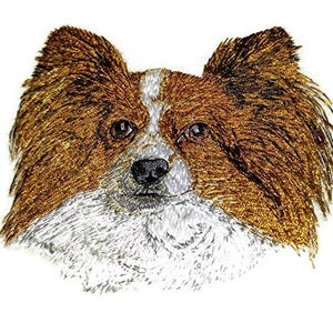 May include: A close-up of a brown and white Papillon dog with long, fluffy ears. The dog has a white patch on its forehead and a black nose.
