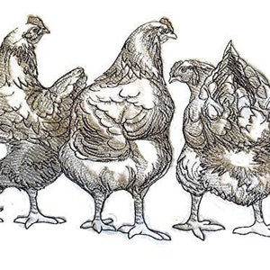 May include: A black and white line drawing of three chickens. The chickens are standing close together and facing different directions. The chickens have detailed feathers and are drawn in a realistic style.