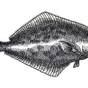 May include: A black and white line drawing of a flatfish, a type of fish that lives on the ocean floor.