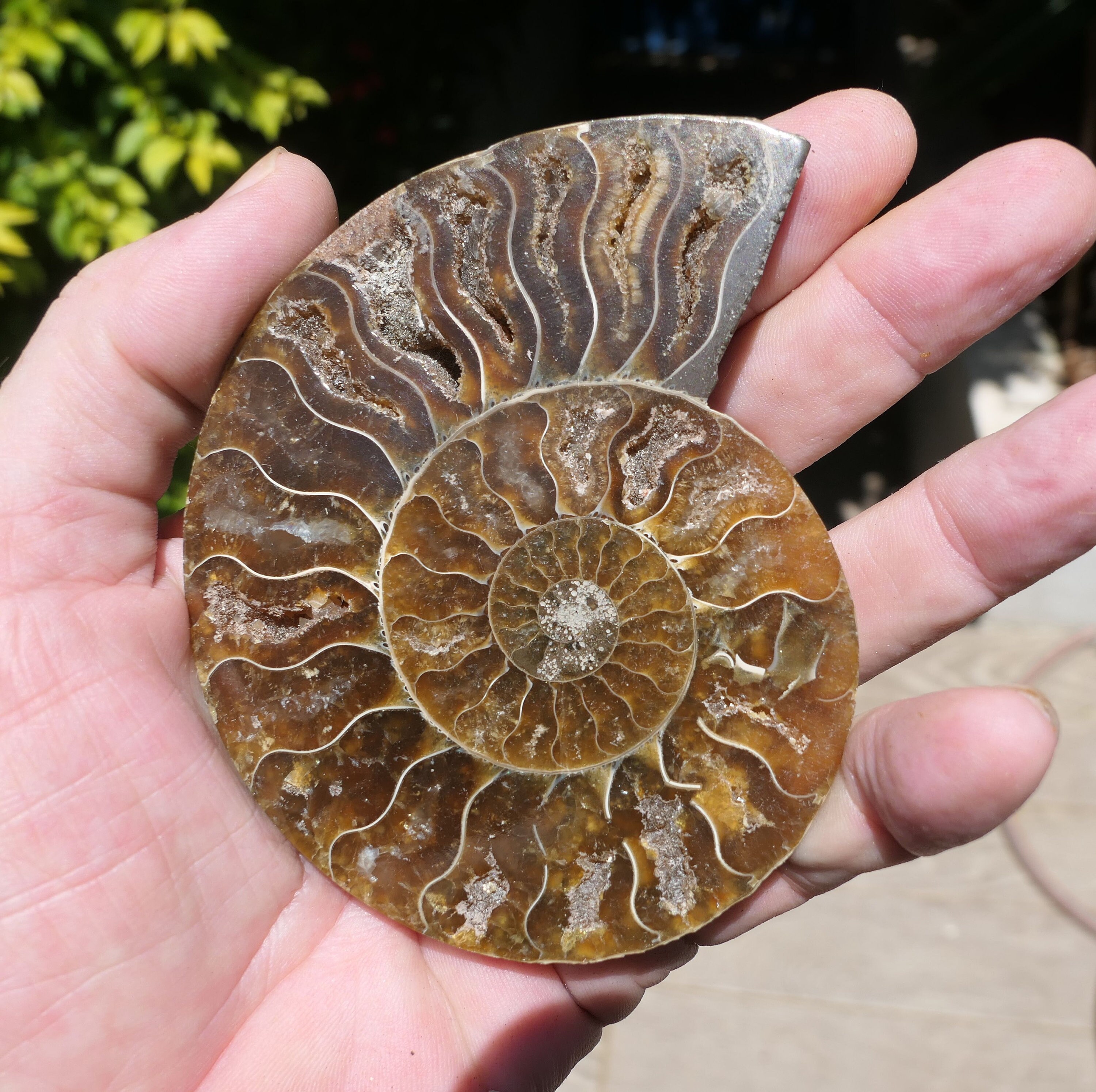 R998 Xl Cleoniceras 1/2 Ammonite 119G 99mm Fossile de Madagascar Geode Ère Albien 135 Millions d'ann