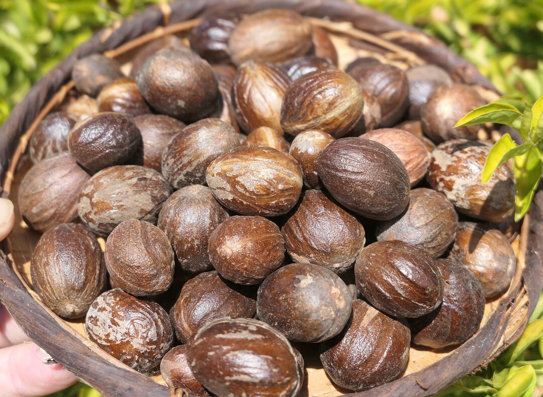 15 Beautiful Muscade Nuts / NUTMEG From Madagascar Fresh Spice Etsy