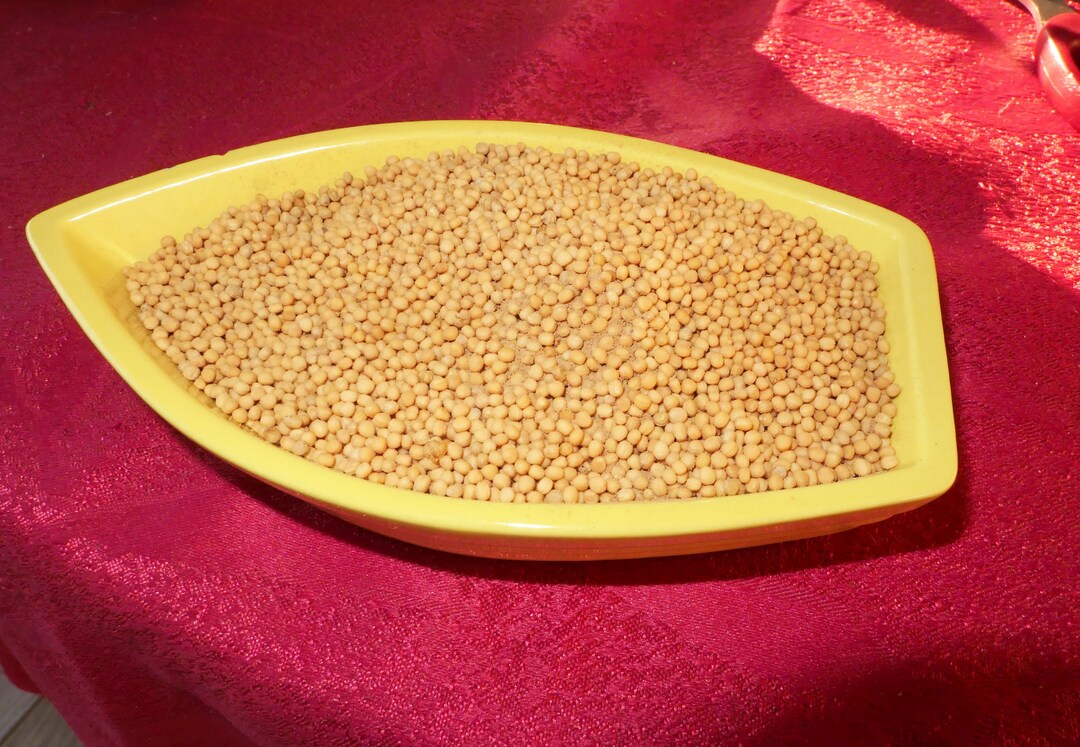 100g Spice YELLOW MUSTARD SEEDS Yellow Mustard Seeds Indian Etsy