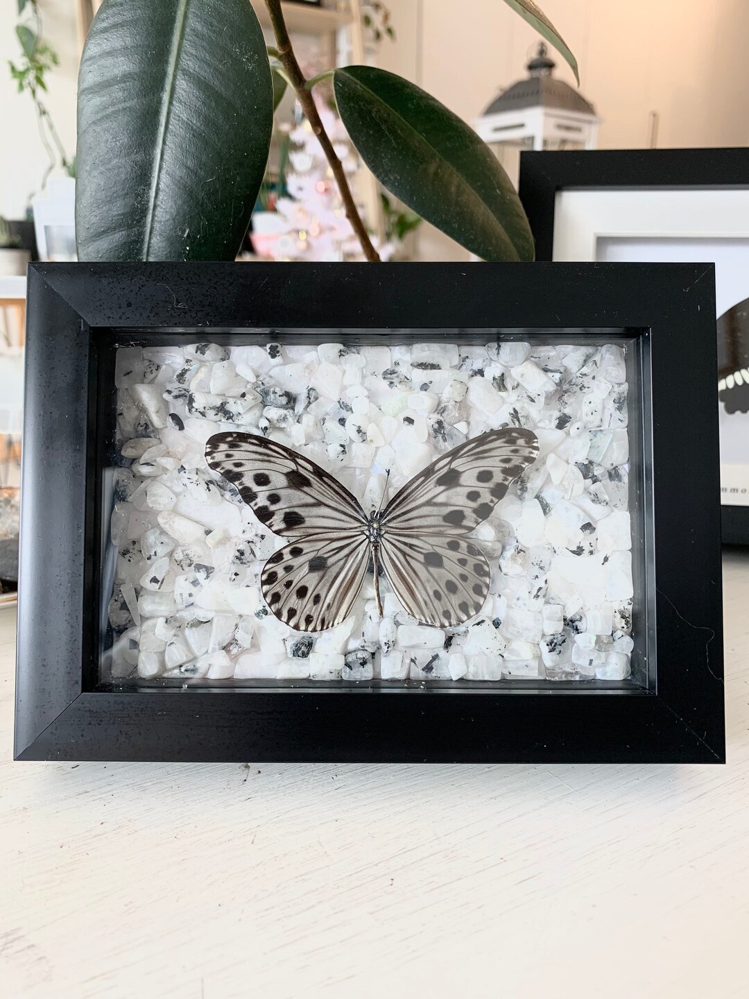 Real Ideopsis Gaura Perakana With Rainbow Moonstone Backing - Etsy