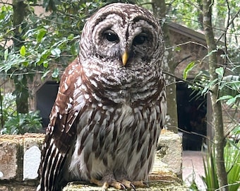 Barred Owl Interview