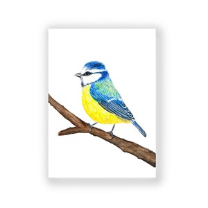 Postkarte | DIN A6 | Blaumeise | Frühling | hochwertiger Qualitätsdruck 300 g | Vogel | Tier | Natur | Grußkarte | Aquarell