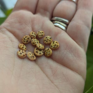 May include: A collection of miniature, round, tan-colored cookies with dark brown speckles, resembling chocolate chips, are held in an open palm. The cookies are arranged in a small cluster. The background features green foliage and a blurred view.