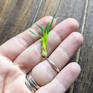 Miniature Green Onions 1:12 Miniature food, Miniature green onions, Realistic miniatures food for dolls, dollhouse miniatures