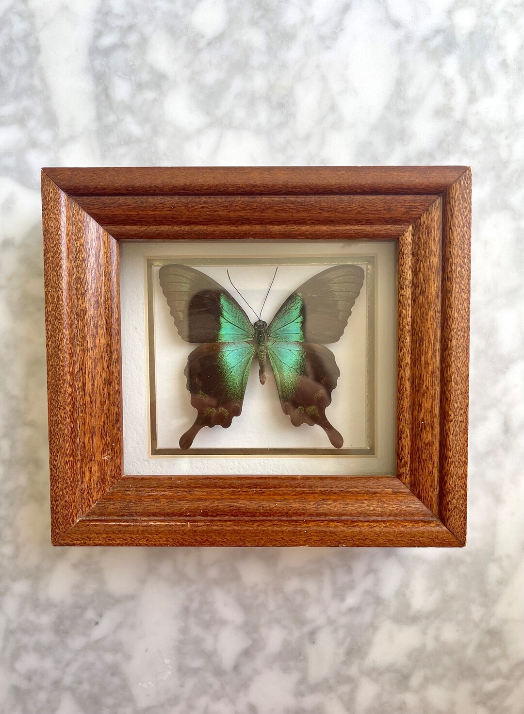 Vintage Preserved Butterfly Framed Wall Art, Nature Wall Art, Insect ...
