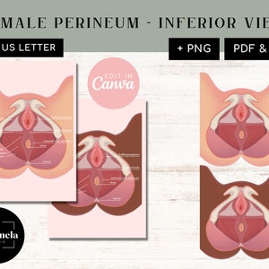 Weibliches Damm-Diagramm - Untere Ansicht | PNG Bilder & Canva | PDF + JPG | Beckenbodenmuskulatur Anatomie | Physiotherapie in der Urogynäkologie