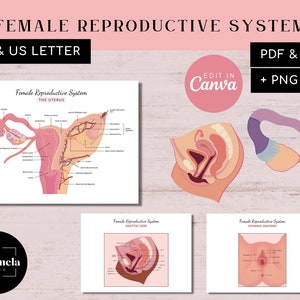 Female Reproductive System | Uterus - Ovary - Vulva - Cervix - Fallopian Tubes - Pelvis Sagittal Section | PDF + JPG | PNG & Canva Templates
