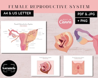 Sistema riproduttivo femminile / Utero - Ovaio - Vulva - Cervice - Tube di Falloppio - Sezione sagittale del bacino / Modelli PDF + JPG / PNG e Canva