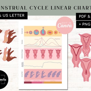Menstrual Cycle Linear Chart | Follicular Phase - Menstruation - Ovulation - Luteal Phase | Hormone Levels | Cervical Fluid Changes