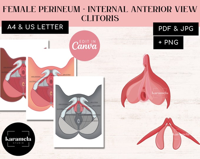 The Clitoris and Penis • Anatomy • Educational Art Print • the Vulva ...