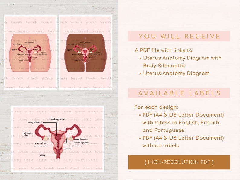 Printable Diagram of Uterus Anatomy Female Anatomy Female - Etsy UK