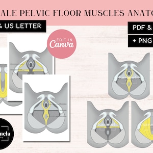 Female Pelvic Floor Muscles Anatomy | PDF + JPG Prints | PNG & Canva Templates | Physiotherapy - Pelvic Floor Therapists