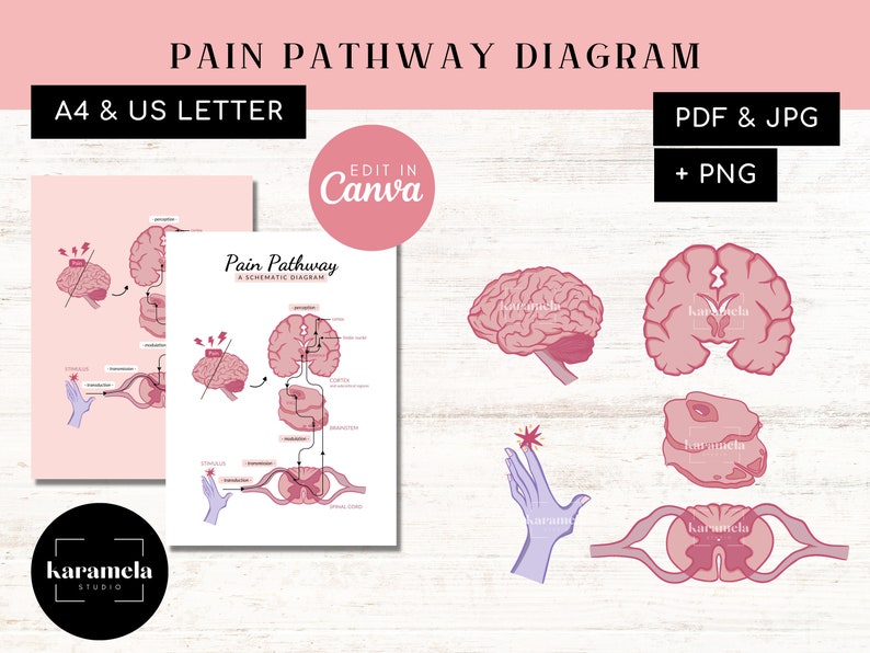Pain Pathway Diagram | PNG Images & Canva | PDF + JPG | Spinal Cord ...