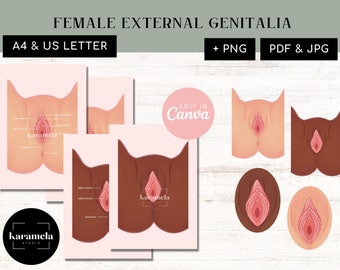 Female External Genitalia | PDF + JPG | PNG & Canva Templates | Female Vulva Anatomy | Pelvic Physical Therapist | Digital download