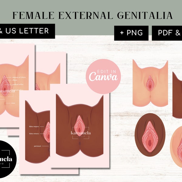 Female External Genitalia | PDF + JPG | PNG & Canva Templates | Female Vulva Anatomy | Pelvic Physical Therapist | Digital download