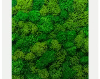 Preserved Moss Wall Framed Set of 4, Real Plant Wall Art, Living Decor, Square Shaped, Small Size