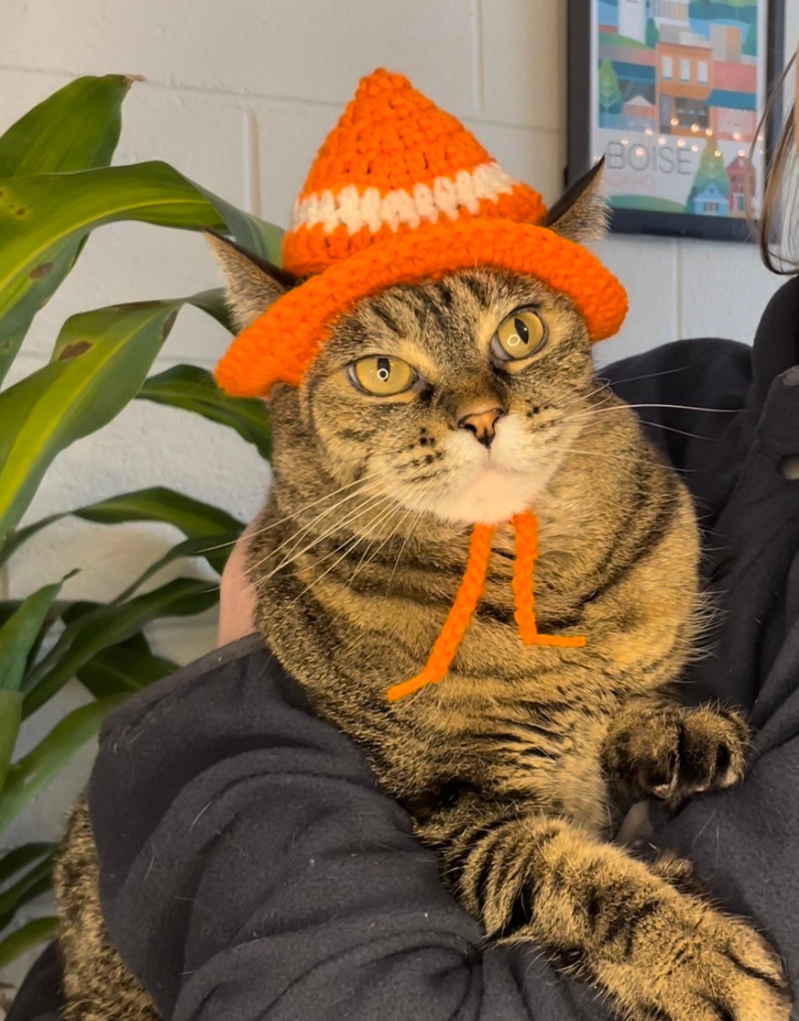 Funny Cat Traffic Cone Hat Available for All Pets Dog / Etsy