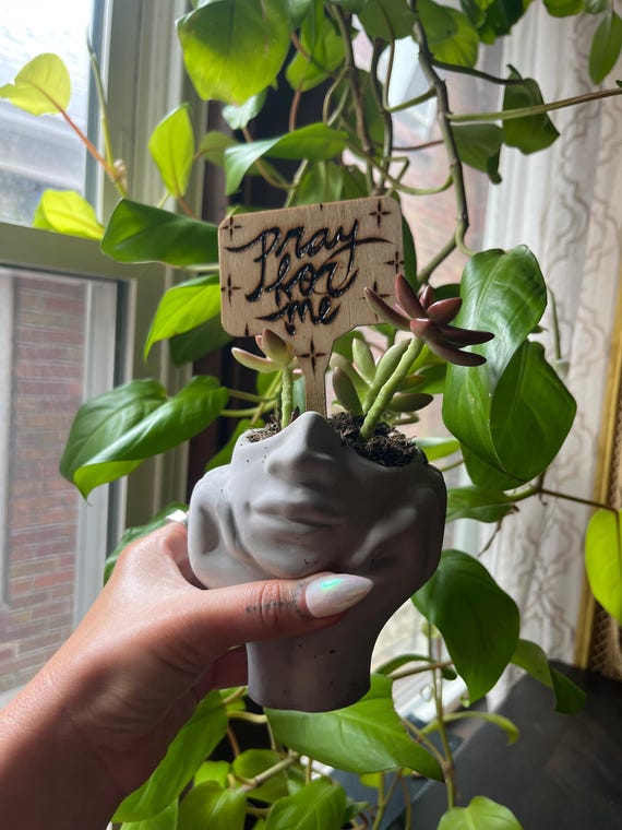 lil phil philodendron Little Phil Philodendron Care main image 1