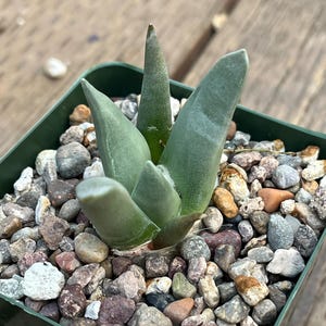 ariocactus retusus ssp. furfuraceus"Pointy"