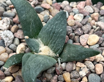 Ariocactus retusus cauligod (cauliflower x godzilla)