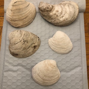x5 Antique Vintage Clam & Oyster Shells