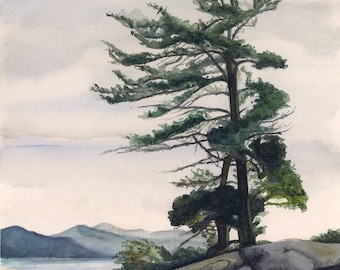 White Pine Tree Painting, Landscape Art, Watercolor Painting, Canadian Landscape Painting, Print Titled, "White Pine Tree"