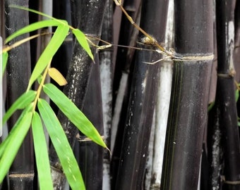 Phyllostachys nigra Rhizomes 6"- 8" Length • Privacy • Timber • Fast growth rate • Pest and Disease Resistant •Cold Tolerant